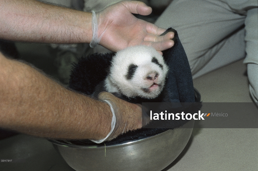 Panda gigante (Ailuropoda melanoleuca) bebé a Hua Mei y un chequeo en seis y un medio semana de edad