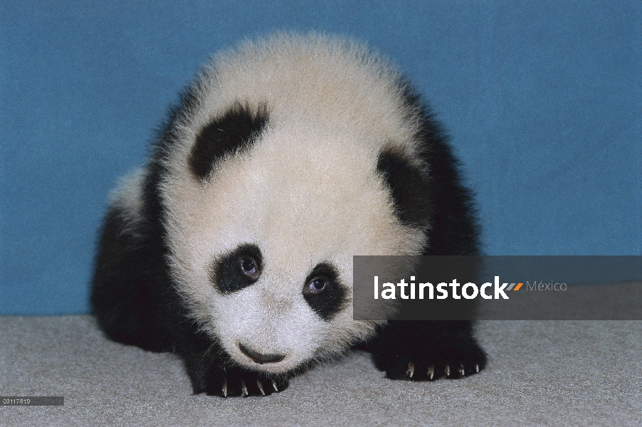 Panda gigante (Ailuropoda melanoleuca) retrato de bebé Hua Mei en diecisiete y media semanas de edad