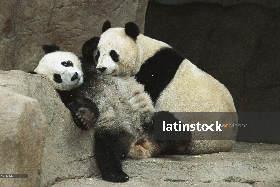 Panda gigante (Ailuropoda melanoleuca) madre Bai Yun abrazo con su cachorro dos años Hua Mei en su ú