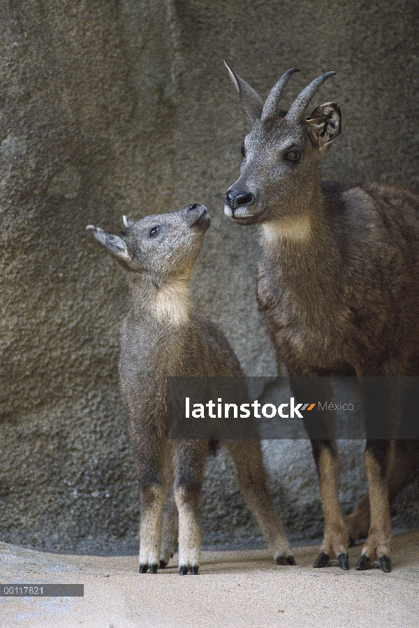 Goral (Naemorhedus goral) padres y potro, nativo de alta gamas de la montaña de China, Corea, Manchu