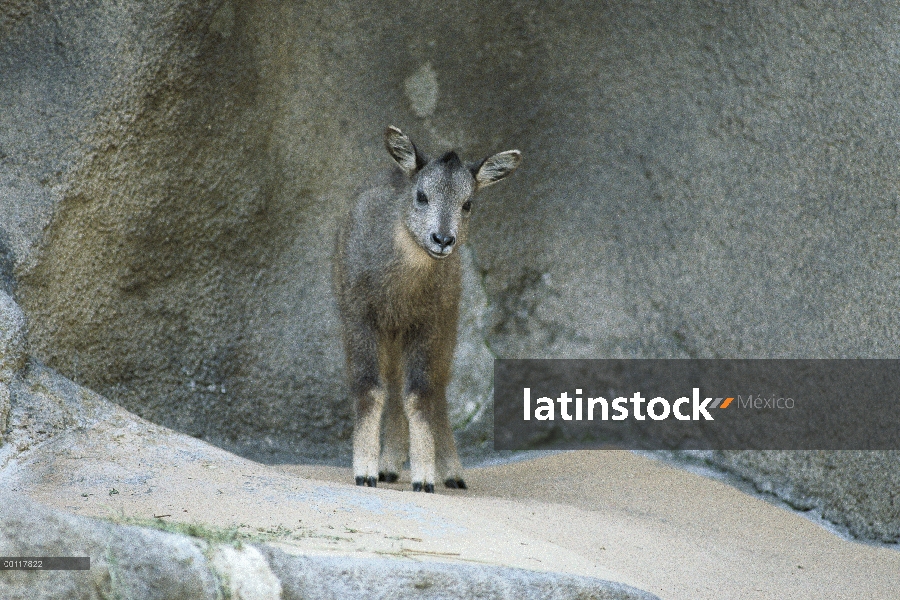 Retrato de potro Goral (Naemorhedus goral), nativo de alta gamas de la montaña de China, Corea, Manc