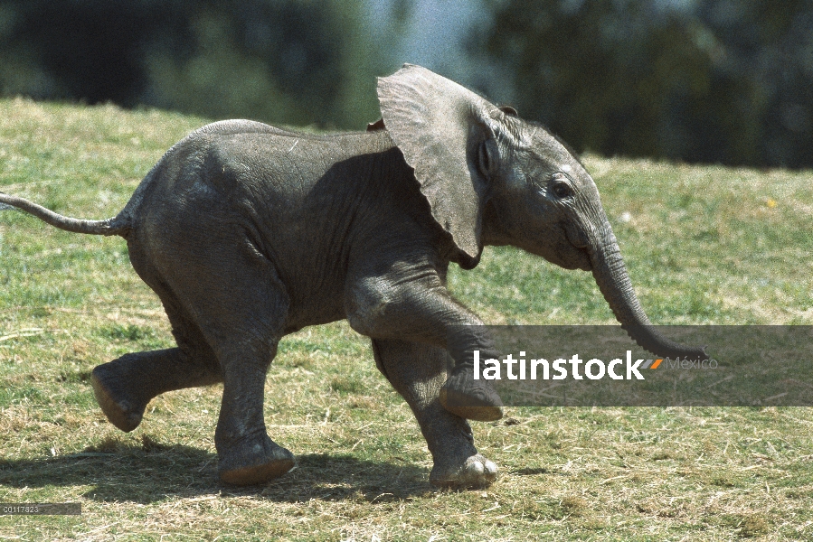 Bebé elefante africano (Loxodonta africana) funcionando, nativo de África