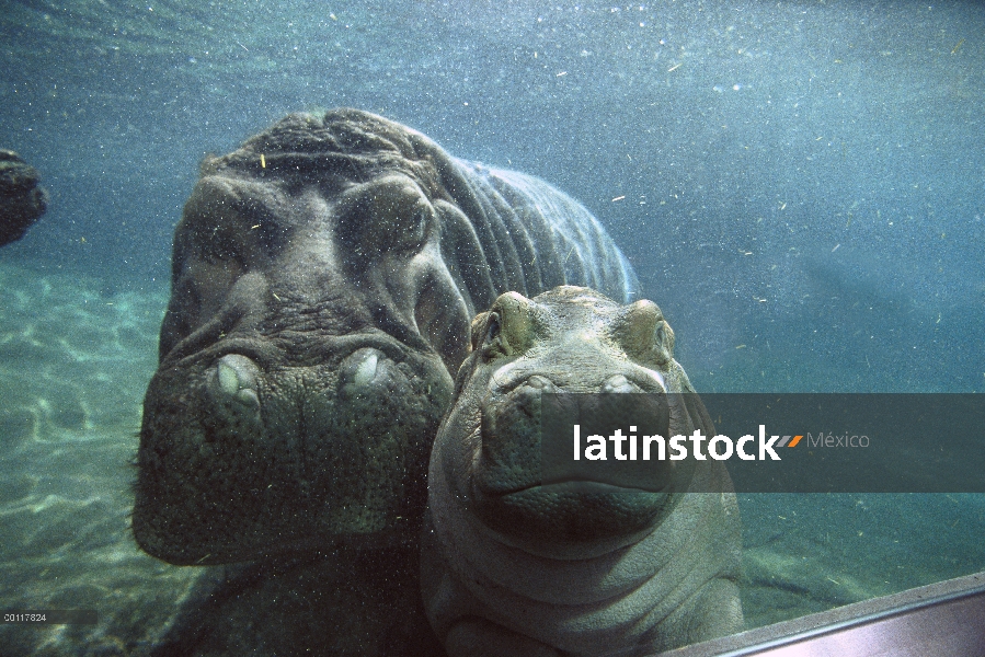 África Oriental río hipopótamo (Hippopotamus amphibius kiboko) madre y el bebé bajo el agua, nativo 