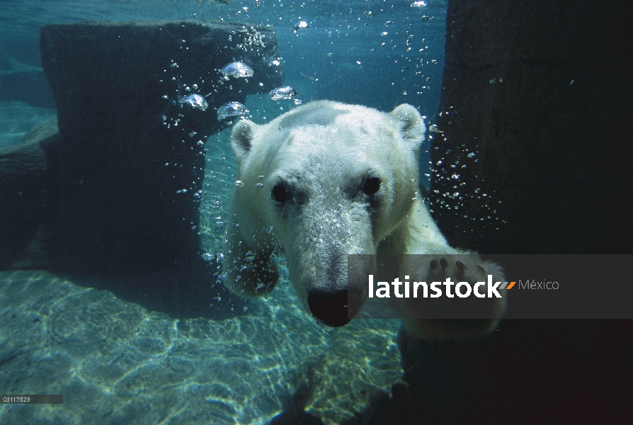 Oso polar (Ursus maritimus) natación submarina, nativa de regiones árticas