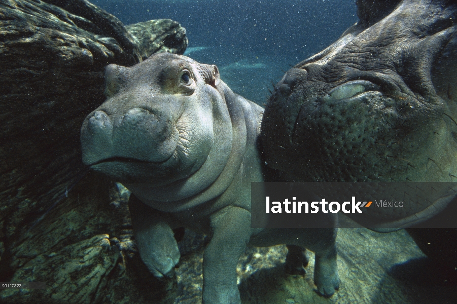 África Oriental río hipopótamo (Hippopotamus amphibius kiboko) madre y el bebé bajo el agua, nativo 