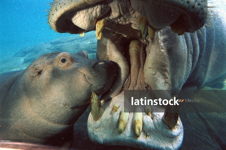 África Oriental río hipopótamo (Hippopotamus amphibius kiboko) madre y el bebé bajo el agua, nativo 