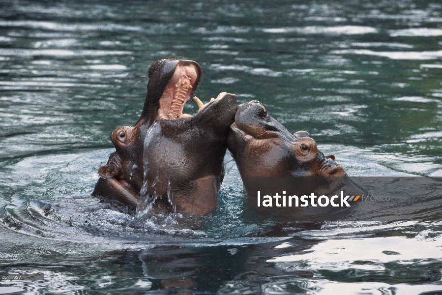 África Oriental río hipopótamo (Hippopotamus amphibius kiboko) madre y el bebé jugando en el agua, n