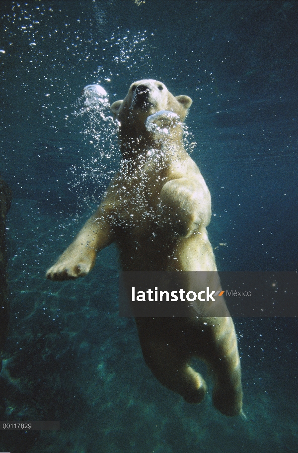 Oso polar (Ursus maritimus) natación submarina, nativa de América del norte