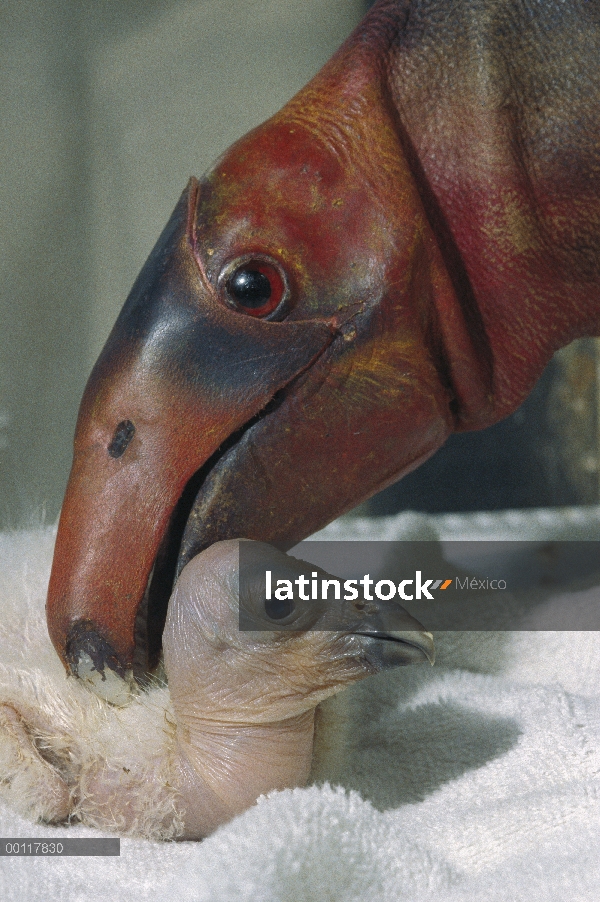 Cóndor de California (Gymnogyps californianus) criados en cautividad pollos cuidados con una marione