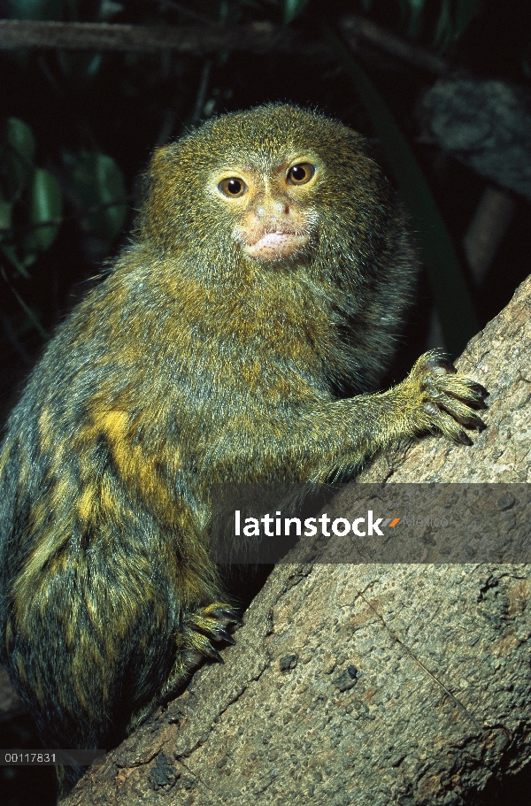 Retrato de enano tití (Cebuella pygmaea), nativa de América del sur