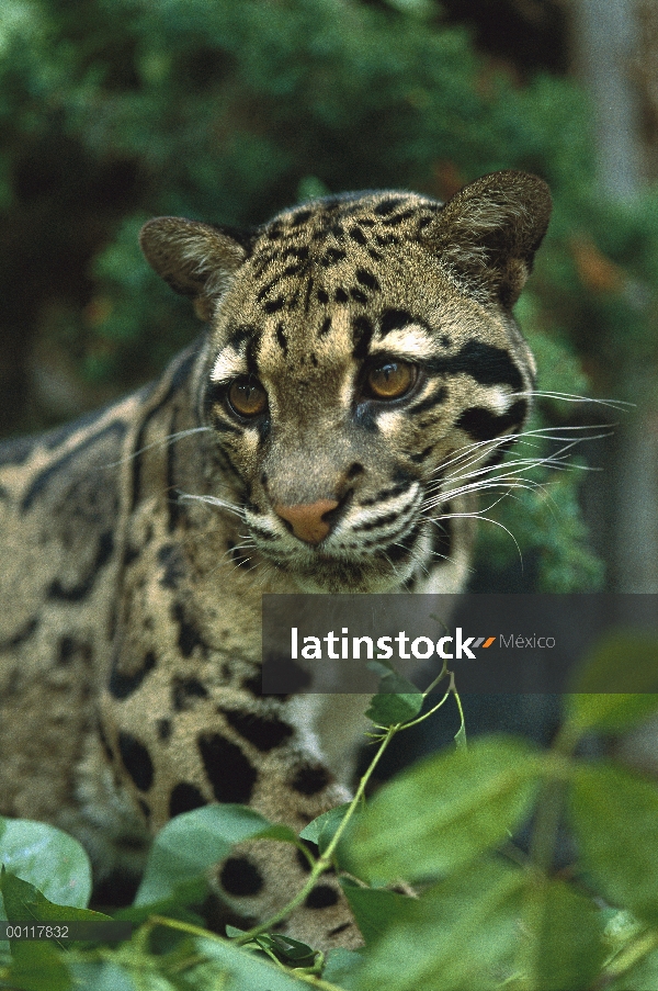 Se burló retrato leopardo (Neofelis nebulosa), nativo a Asia del sudeste