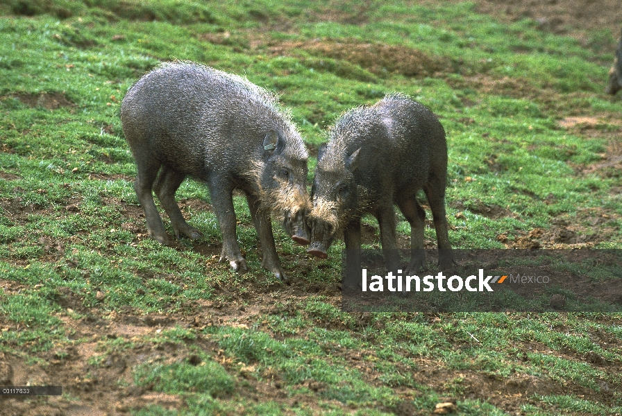 Barbudo par de (barbatus de Sus) cerdo acariciando, nativo de Borneo