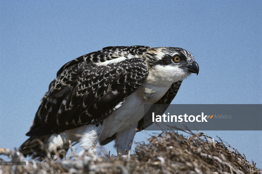 Águila pescadora (Pandion haliaetus) adulto en el nido, distribución en todo el mundo