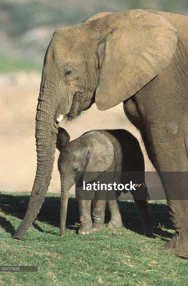 Elefante africano (Loxodonta africana) madre y el becerro, nativo de África