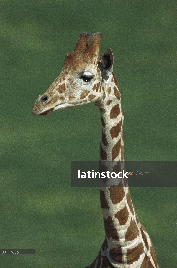 Reticulado retratos jirafa (Giraffa reticulata), nativo de África