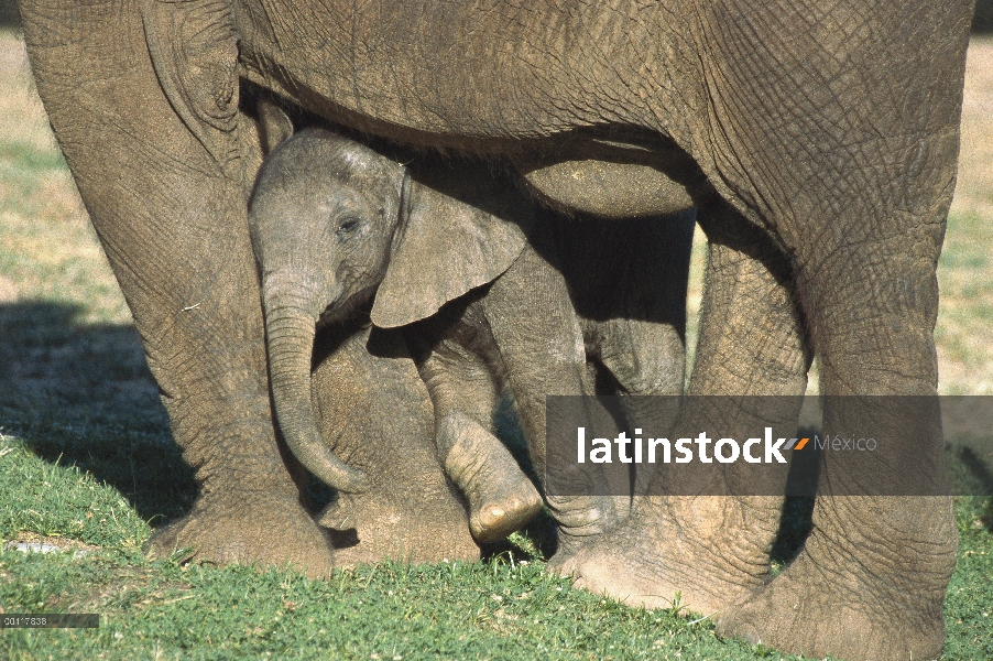 Becerro del elefante africano (Loxodonta africana) apoyándose en sus piernas de las madres, nativos 