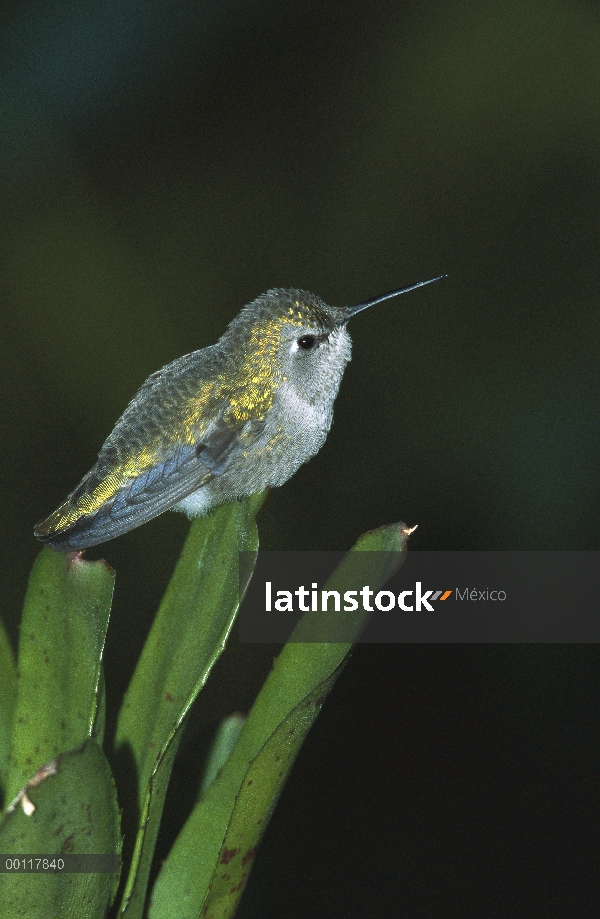 Hembra adulta de Anna Colibrí (Calypte anna) percha en hoja, nativa de América del norte