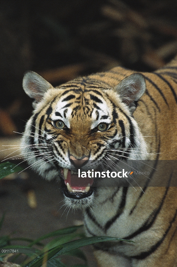 Tigre Malayo (Panthera tigris jacksoni) tironeo, originaria de Malasia