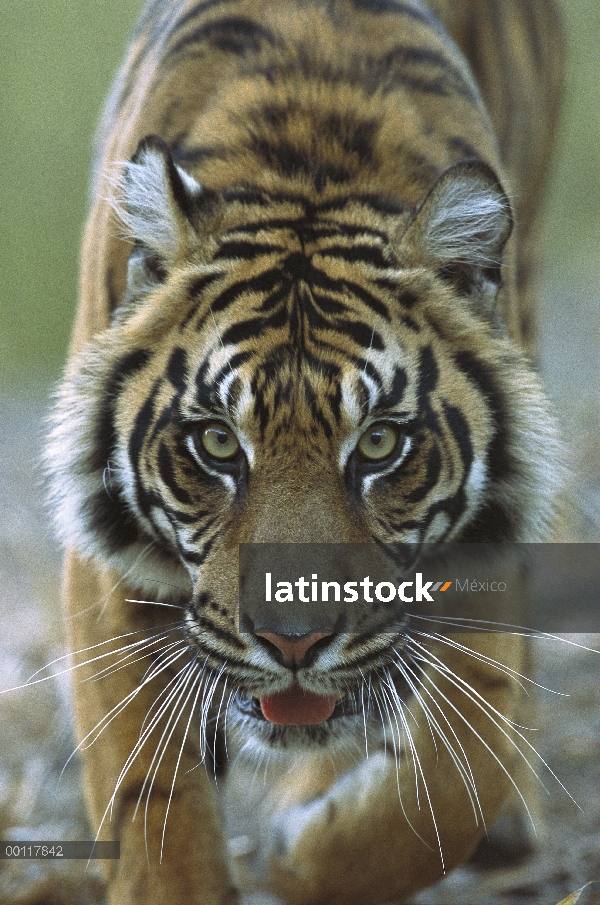 Retrato cerca de Sumatra tigre (Panthera tigris sumatrae) de mujer, endémica de Sumatra, Indonesia