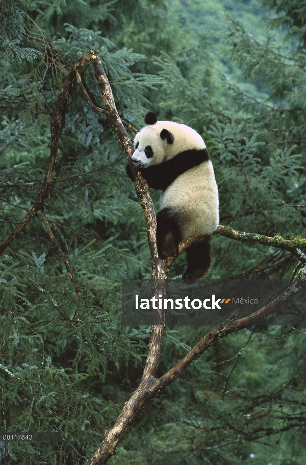 Panda gigante (Ailuropoda melanoleuca) subiendo un árbol, nativo de China