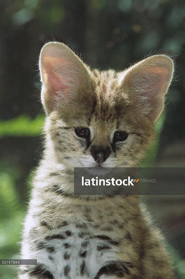 Retrato de Serval (Leptailurus serval) del gatito, nativo de África