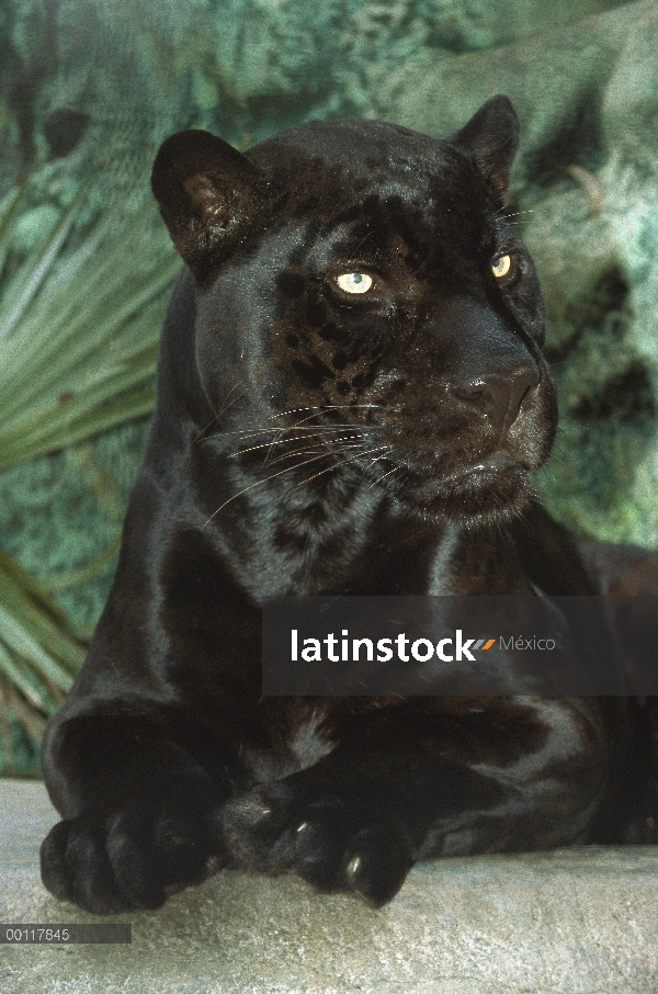 Fase de color oscuro melánicos de leopardo (Panthera pardus), nativo a Asia Sur-Oriental