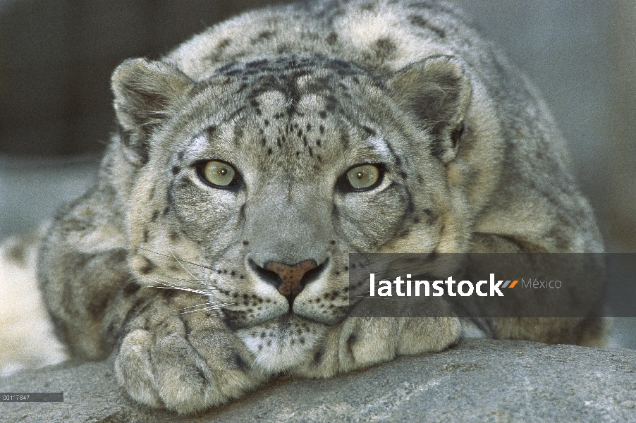 Nieve en regiones nativas de montañosa de leopardo (Panthera uncia) retrato de Asia central