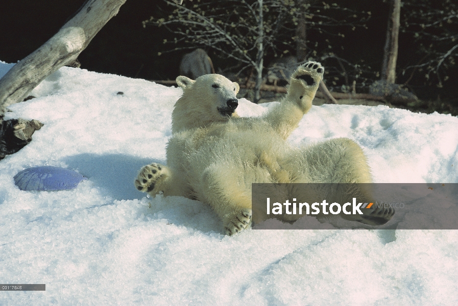 Oso polar (maritimus de Ursus) en nieve, nativa de América del norte