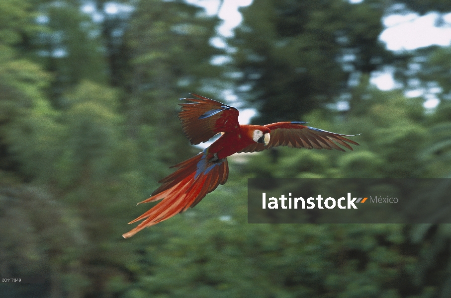 Guacamaya roja (Ara macao) volando, nativa de América del sur