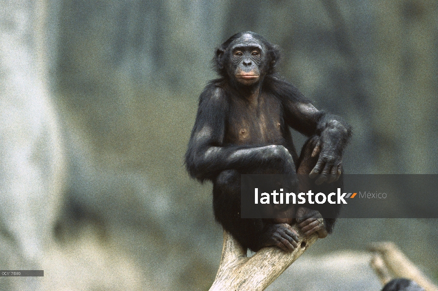 Retrato de chimpancé (Pan troglodytes), nativo de África