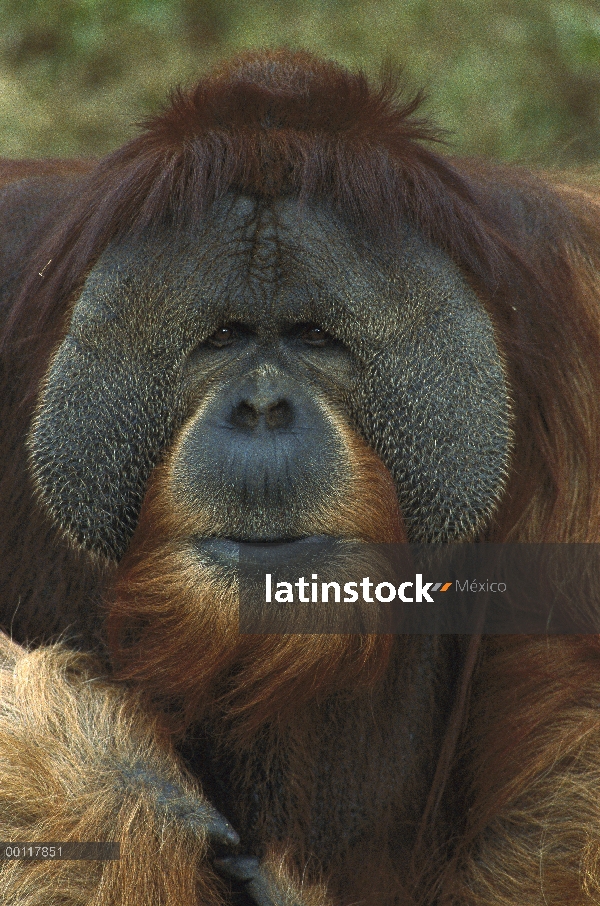 Retrato masculino de orangután (Pongo pygmaeus) mostrando grandes almohadillas, originaria de Malasi