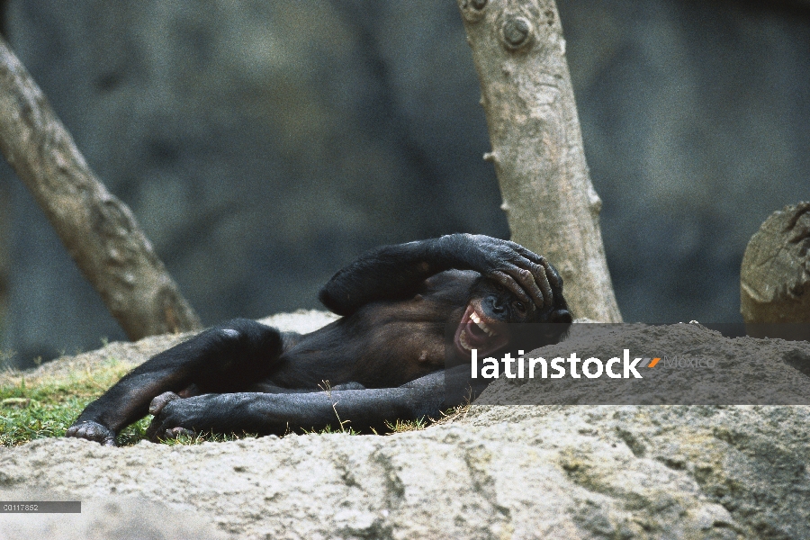 Chimpancé (Pan troglodytes) llamando al descanso, nativo de África