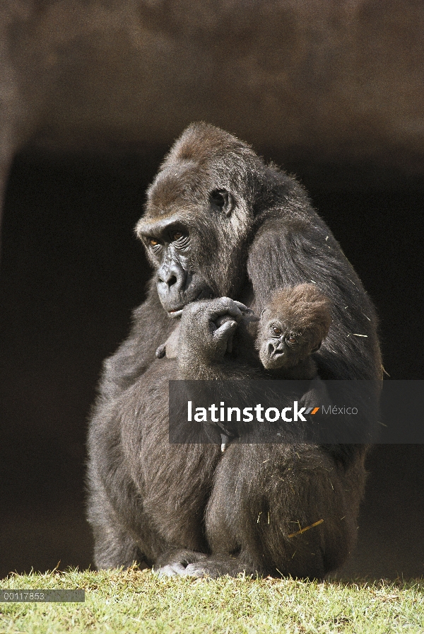 Madre del gorila occidental (gorila del gorila del gorila) con su bebé, nativo de África