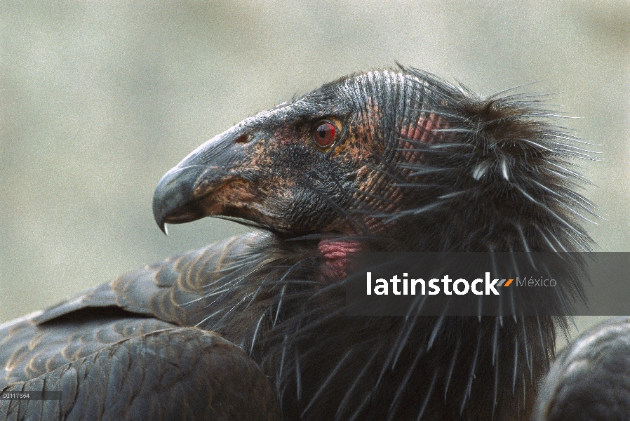 Perfil de Cóndor de California (Gymnogyps californianus), nativo de California