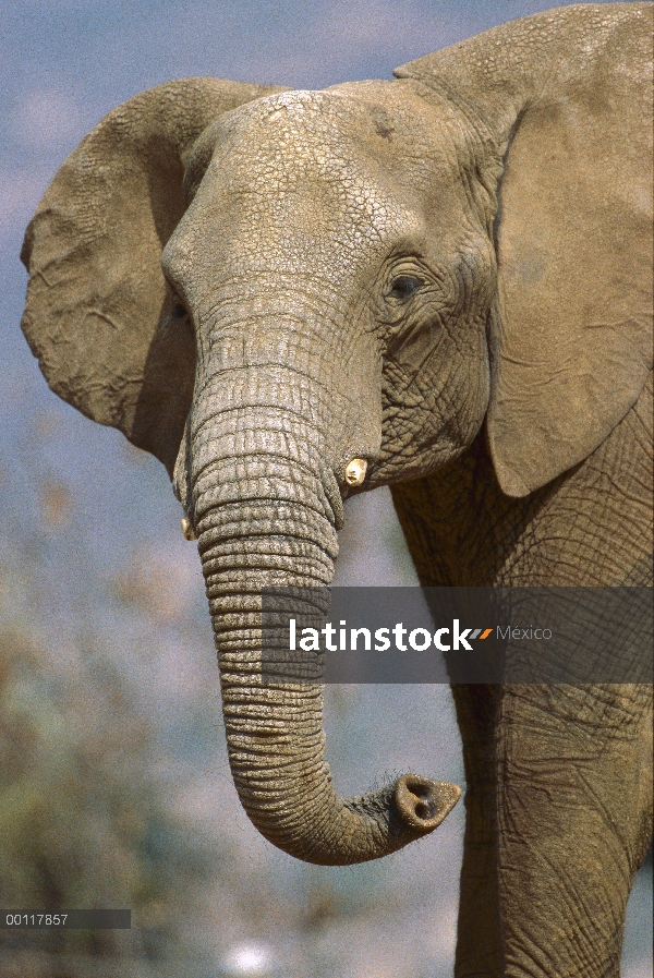 Retrato de elefante africano (Loxodonta africana), el animal cautivo, zoológico de San Diego, Califo