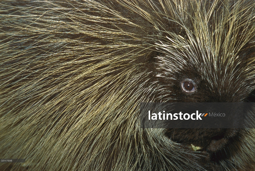 Común cerca de puerco espín (Erethizon dorsatum)