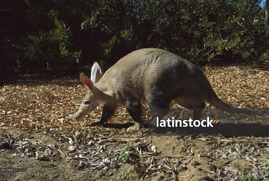 Aardvark (Orycteropus afer albicaudus), parque zoológico de San Diego, California