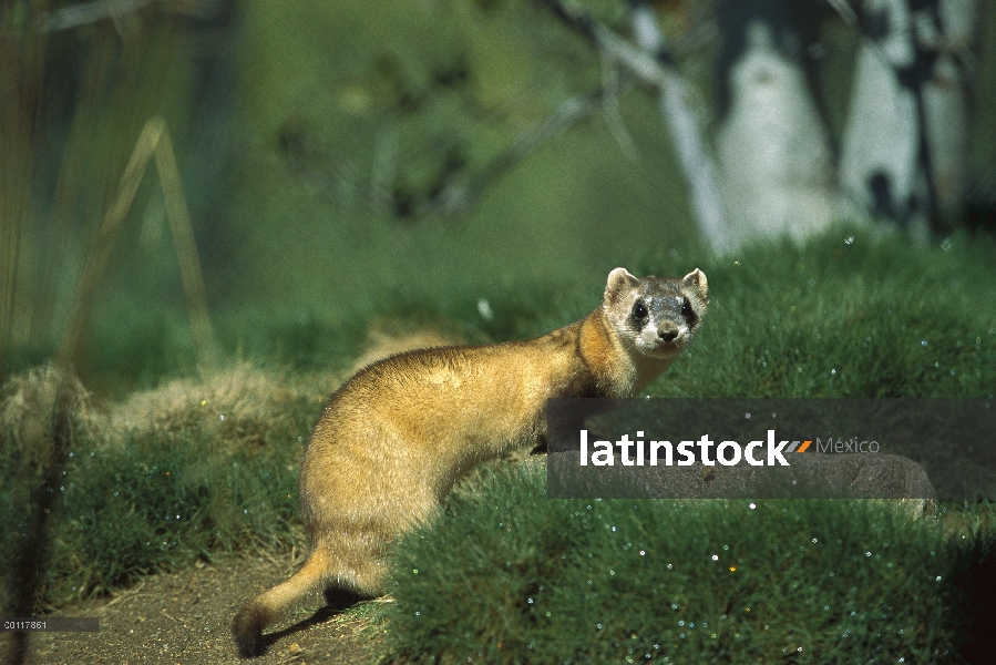 Hurón de patas negras (Mustela nigripes), nativo de América del norte