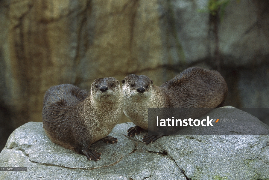 Par de América del norte nutria de río (Lontra canadensis), América del norte