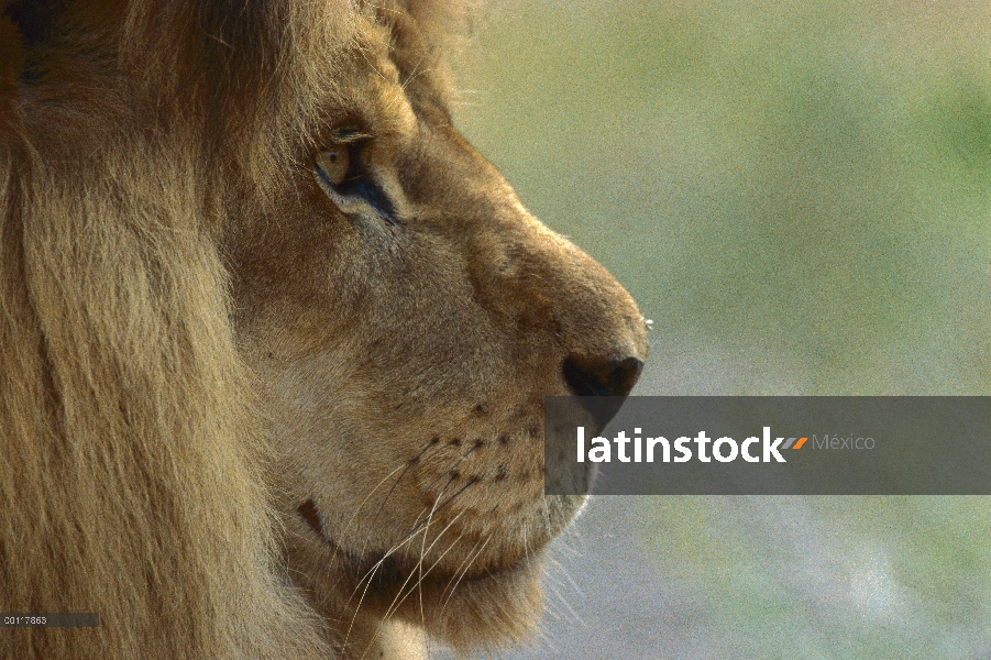 Retrato de macho León africano (Panthera leo)