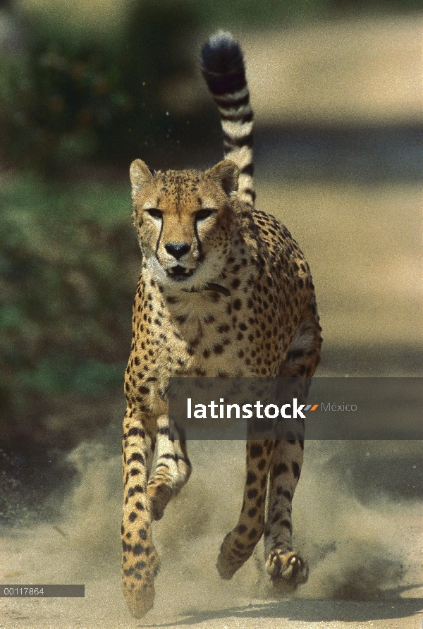 Guepardo (Acinonyx jubatus) correr, parque zoológico de San Diego, California