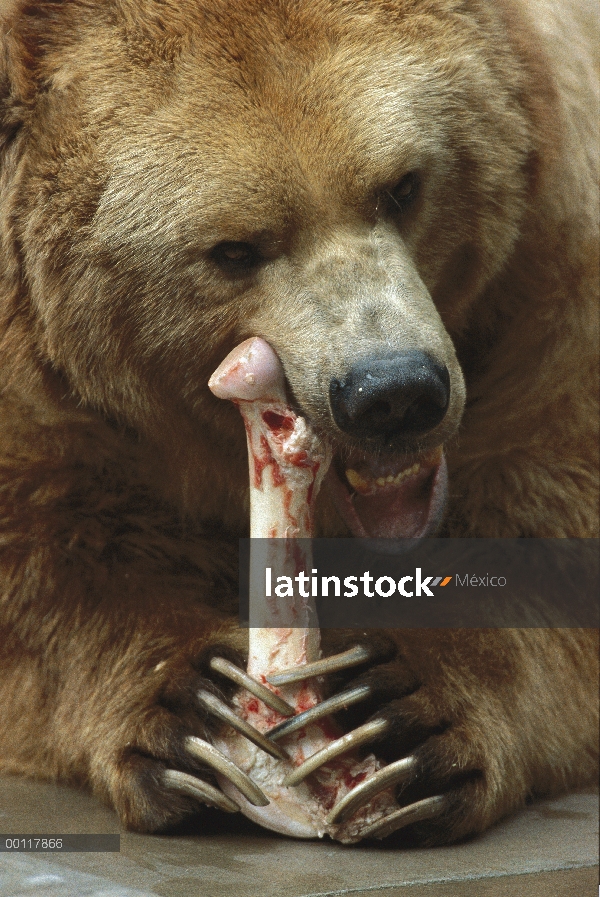 Oso pardo (Ursus arctos) de la roedura en hueso, zoológico de San Diego, California