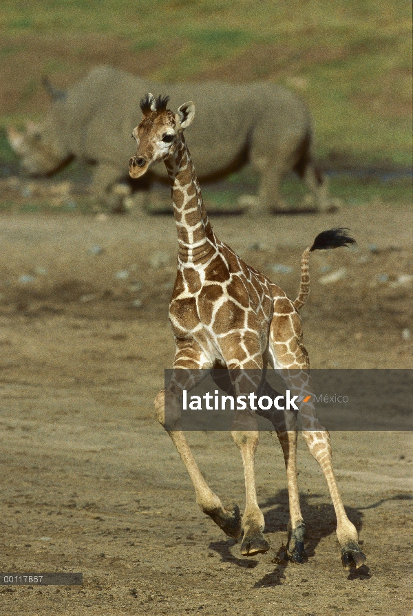 Jirafa (Giraffa sp) juvenil con rhino en fondo, zoológico de San Diego, California