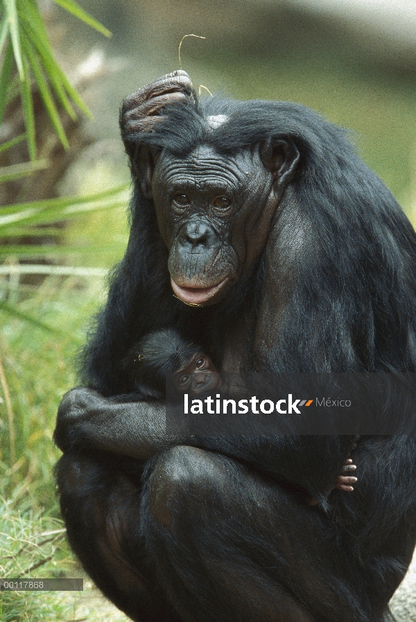 Jóvenes de tenencia de la madre Bonobo (paniscus de la cacerola), originaria de el Congo africano