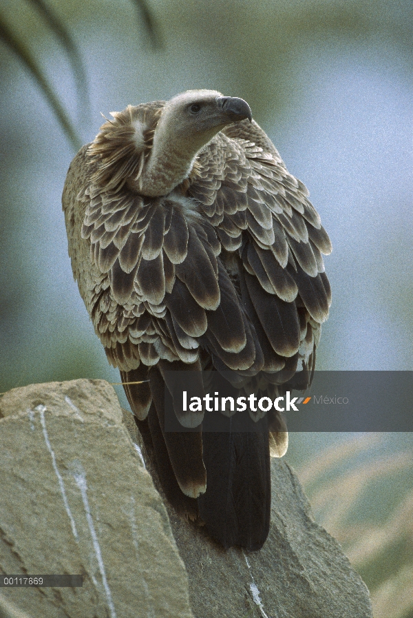 Griffon de Ruppell (Gyps rueppellii), nativo de África