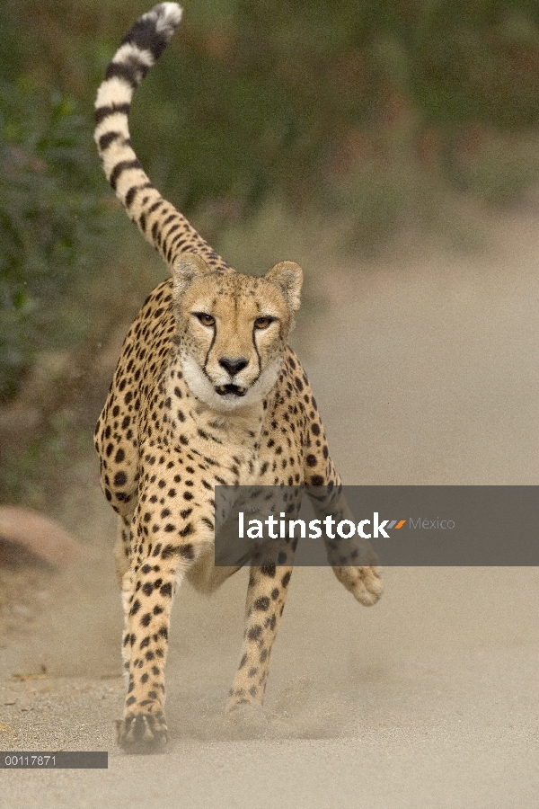 Guepardo (Acinonyx jubatus) en medio paso, la secuencia 1 de 3