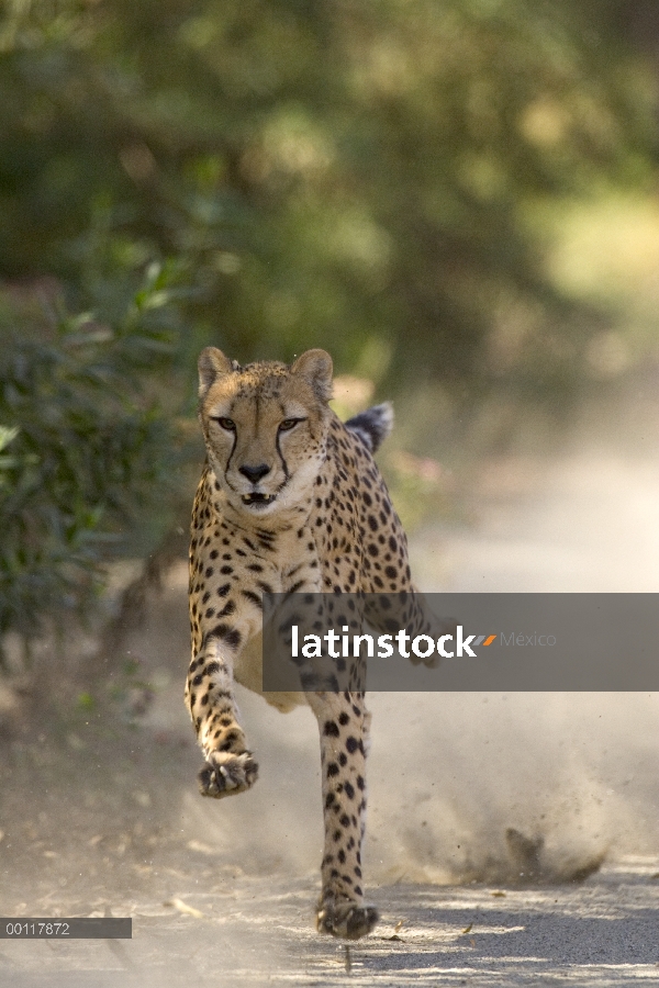 Guepardo (Acinonyx jubatus) en medio paso, la secuencia 2 de 3