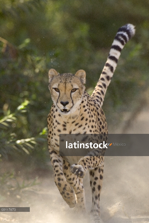 Guepardo (Acinonyx jubatus) en medio paso, secuencia 3 de 3