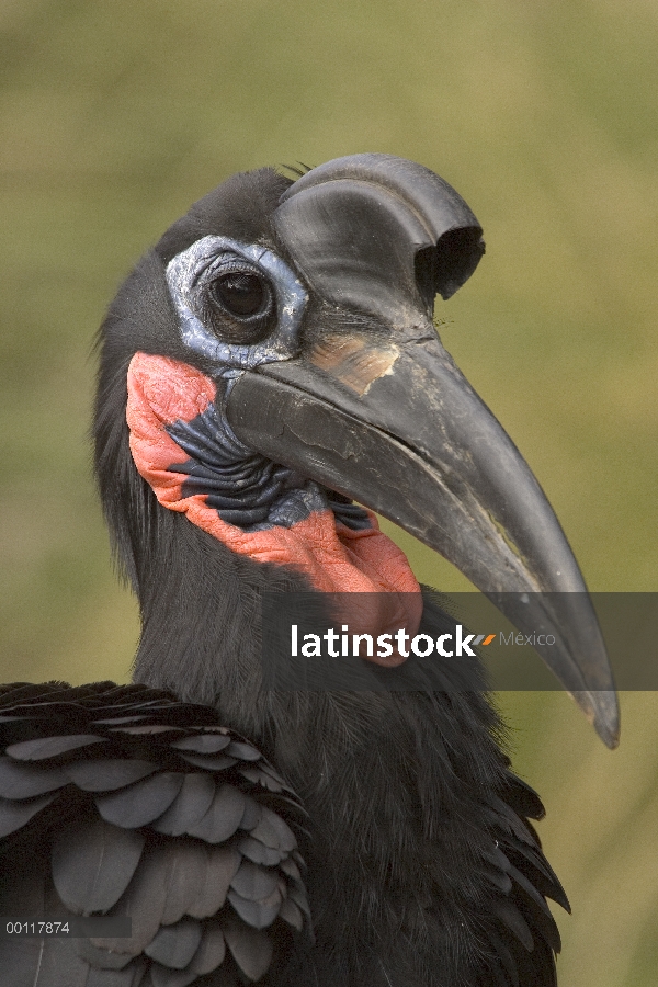 Retrato de Hornbill de tierra (Bucorvus abyssinicus) Abisinio, nativo de África