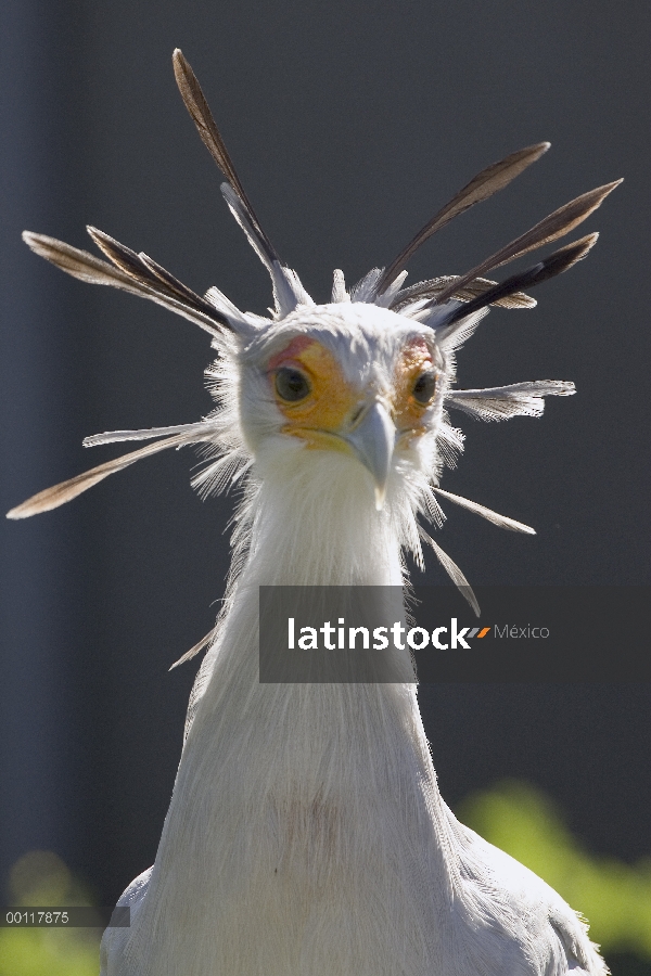 Pájaro Secretario (Sagittarius serpentarius) retrato que muestra cabeza cresta plumas